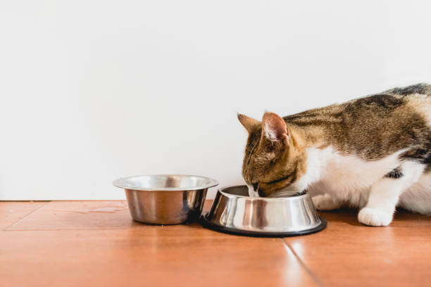 istock Cat eating from his bowl on the ground. 1706330154