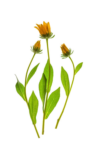 rudbeckia fleurit sur fond blanc. composition florale à fleurs jaunes. vertical - close up sunlight white perennial photos et images de collection