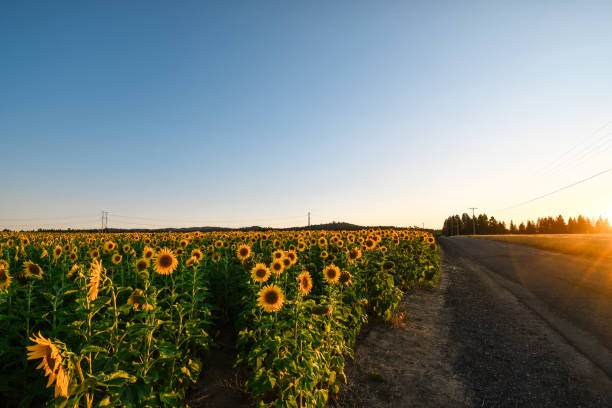 un grand champ de tournesols en fleurs le long d’une autoroute à côté d’une petite ferme au coucher du soleil dans la région intérieure nord-ouest de spokane washington. - washington state spokane farm crop photos et images de collection