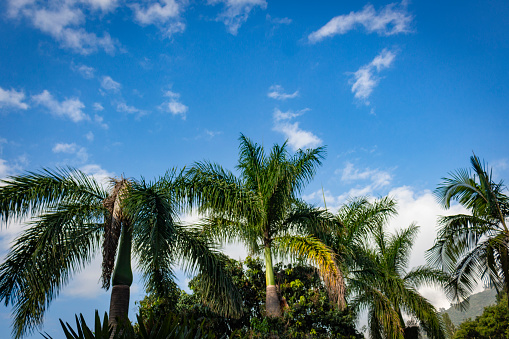 Cockatoos sitting in a palm tree, Rockhampton, Queensland, Australia