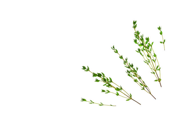 istock Fresh thyme isolated on white background in corner. Top view, flat lay, copy space. 1706344170