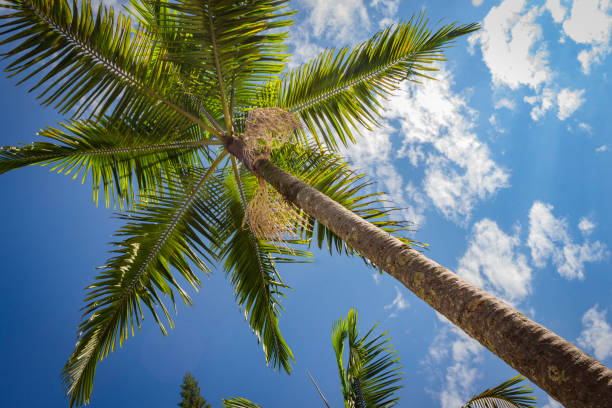 istock Palm trees and tropical plants on blue sky natural background. 1706344704