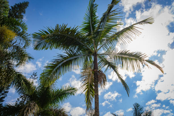 istock Palm trees and tropical plants on blue sky natural background. 1706344706