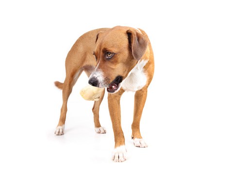 Full body of puppy dog standing with real bone stuffed with salmon. Natural dental health and mental enrichment. Female Harrier dog. Selective focus. White background.