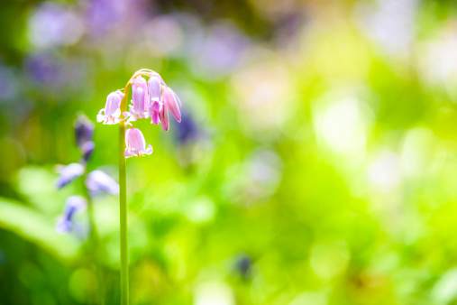 Wild purple and pink Hyacinth flowers in a forest on a beautiful spring day.