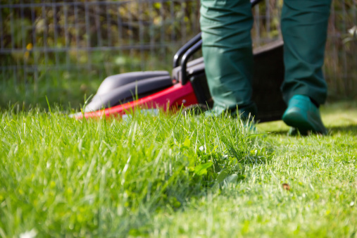 Natural green trimmed grass field