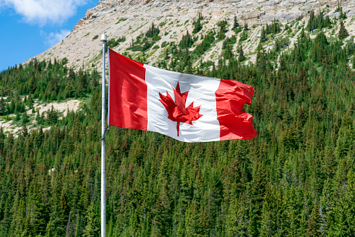 Canadian flag with pine tree forest, Banff, Canada.