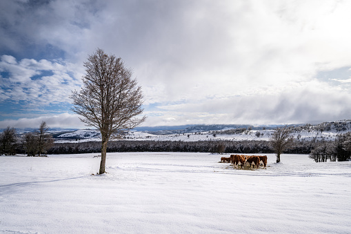Cows grazing on a field covered by snow in the Chilean Patagonia