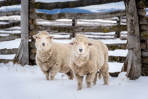 Sheep graze in a snowy field in the Chilean Patagonia. The scenery is beautiful and the weather is tranquil.
