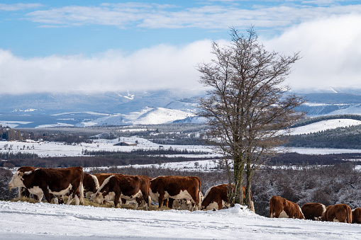 Three cows standing in the snow on the hillside.
