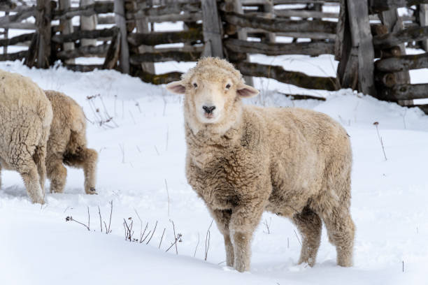 istock Mountain sheep in the snow in Patagonia 1706361696