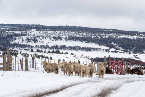 istock Mountain sheep in the snow in Patagonia 1706361710