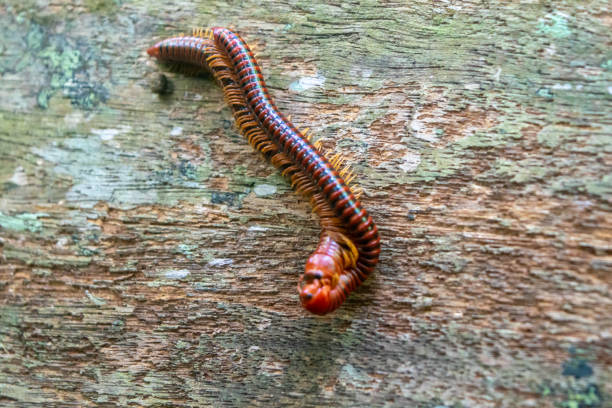 istock Amazing closeup of a red millipede 1706366757