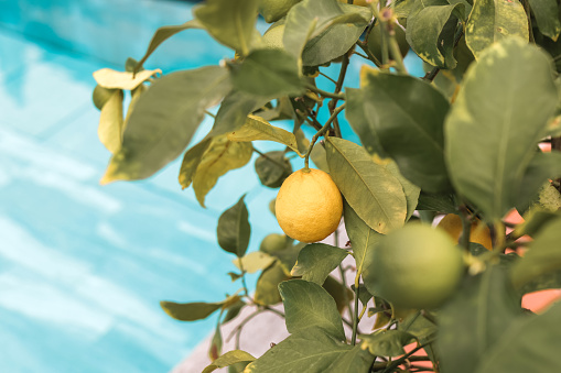 Various yellow type fresh ripe lemon fruits on tree branch. Group of organic lemon orchad on sunny warm light with shallow depth of field. Pure antioxidant vitamin C. Natural food background with copy space.