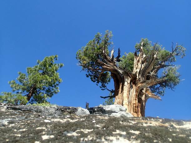 istock Summer day in the Sierra Nevada Mountains 1706376642