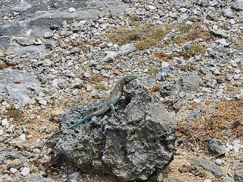 A lizard taking a sunbath in the national park of Curazao