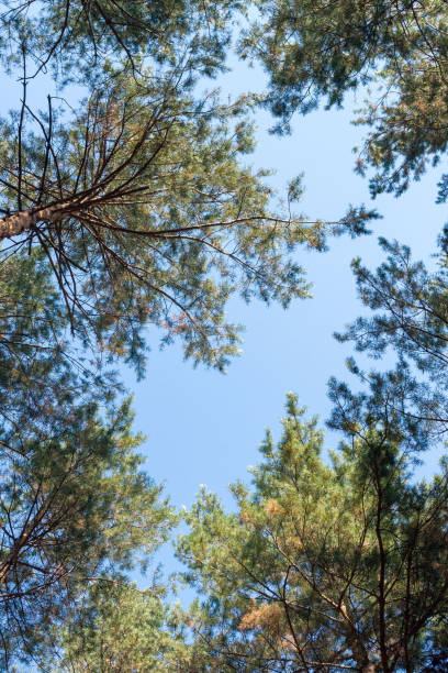 istock Bottom view of tall pine trees. Tree branches against the blue sky. 1706381684