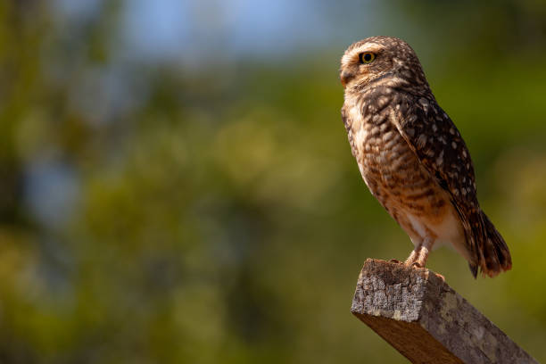 istock Little brown owl active during the day, Burrowing Owl (Athene Cunicularia). Copy space. 1706384015