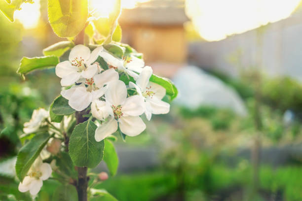 istock branch blossom apple tree and blue sky with sun. Springtime apple tree blossom background with sun. Beautiful nature scene with blooming apple tree and sun flare. 1706384652