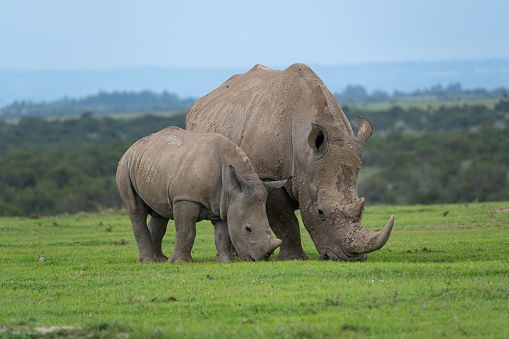 An African White Rhino and a baby Rhino eating on grass in Ol Pejeta Conservancy, Kenya.