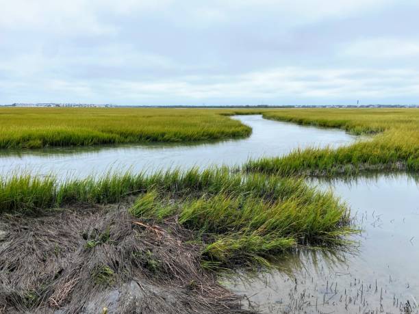 istock Salt Marsh in Charleston, South Carolina 1706392519