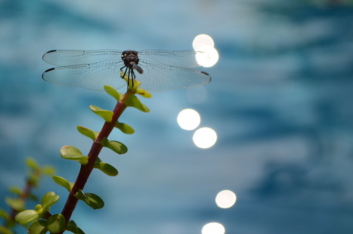 A beautiful dragonfly resting