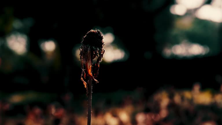 Autumn's Elegy: Withered Wildflowers and Tender Branches in the Deep Woods