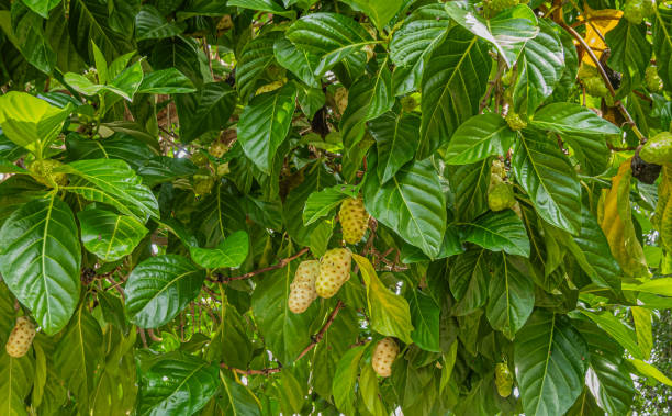 Noni fruit on tree closeup, Parque Ecoturístico. Zihuatanejo, Mexico Zihuatanejo, Mexico - July 18, 2023: Parque Ecoturístico llamado La Chanequera. Not ripe noni, Morinda citrifolia, on its green tree closeup noni fruit stock pictures, royalty-free photos & images