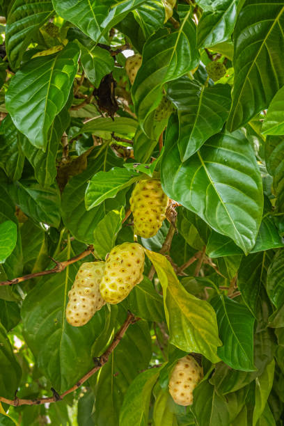 Noni fruit on tree portrait, Parque Ecoturístico. Zihuatanejo, Mexico Zihuatanejo, Mexico - July 18, 2023: Parque Ecoturístico llamado La Chanequera. Not ripe noni, Morinda citrifolia, on its green tree portrait noni fruit stock pictures, royalty-free photos & images