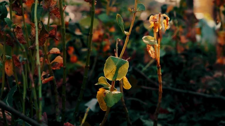 Autumn's Elegy: Withered Wildflowers and Tender Branches in the Deep Woods