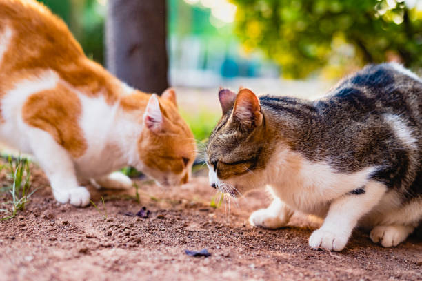 istock Independent and lazy street cats. 1706414216