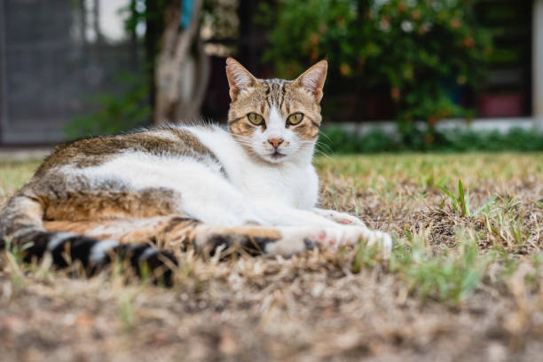 istock Independent and lazy street cats. 1706415074