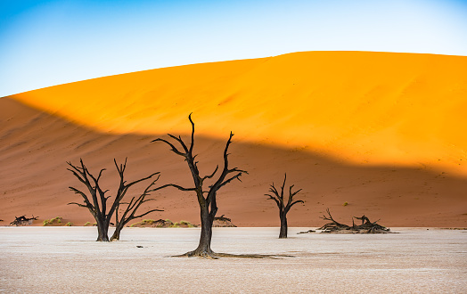 Dead Camelthorn Trees and red dunes in Deadvlei, Sossusvlei, Namib-Naukluft National Park, Namibia