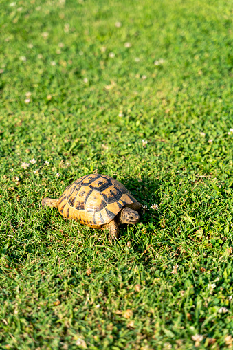 Turtle walks slowly on the grass