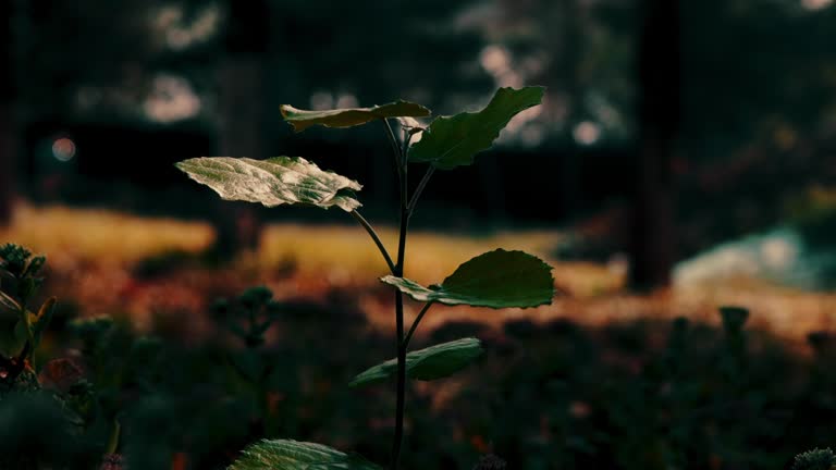 Autumn's Elegy: Withered Wildflowers and Tender Branches in the Deep Woods