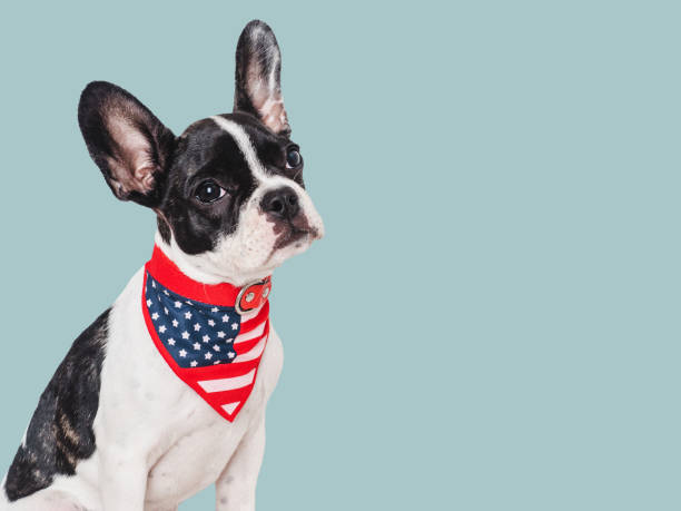 istock Cute puppy and American Flag. Studio shot 1706435172