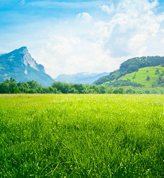 Fresh green meadow in mountains Grassland with mountains in background. meadow stock pictures, royalty-free photos & images