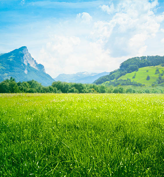 свежий зеленый луг в горы - valley green grass landscape стоковые фото и изображения