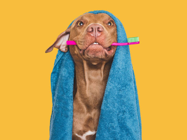istock Cute brown dog, blue towel and toothbrush 1706436249