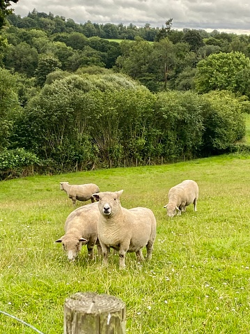 In the idyllic setting of the New Forest in Hampshire, England, a group of wild sheep peacefully grazes on the lush green field. One of these curious sheep gazes directly at the camera, capturing a moment of serene connection between human and nature. In the foreground, a rustic tree stump adds a touch of natural charm to the scene. This image perfectly encapsulates the harmonious coexistence of wildlife and pastoral beauty in the heart of the English countryside.