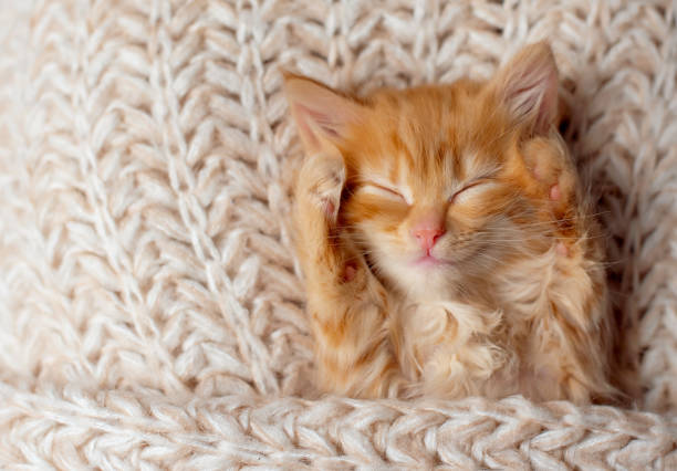 istock Cute little ginger kitten sleeps on its back on white soft blanket 1706451883