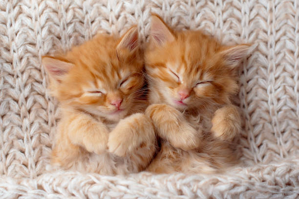 Cute little ginger kittens sleeps on its back on white soft blanket