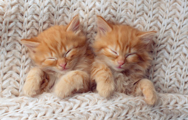 istock Cute little ginger kitten sleeps on its back on white soft blanket 1706452434