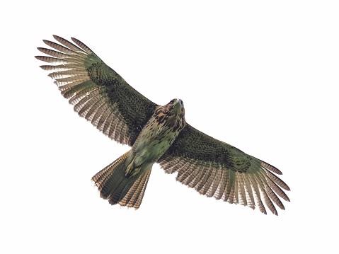 A single, immature Harris' Hawk (Parabuteo unicinctus) against a clear, white sky in central Chile