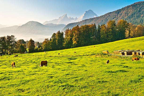 smooth, lush green meadow slope on Mount Rigi, Switzerland, with coniferous trees under clouds