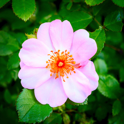 Soft fresh wild light pink dog-rose (briar, brier, eglantine, canker-rose) flower on bright green leaves background in the garden in spring on a sunny day.