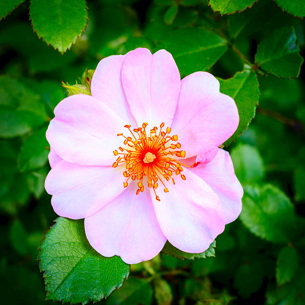 dog rose rosehip flower outdoors  rosa canina stock pictures, royalty-free photos & images