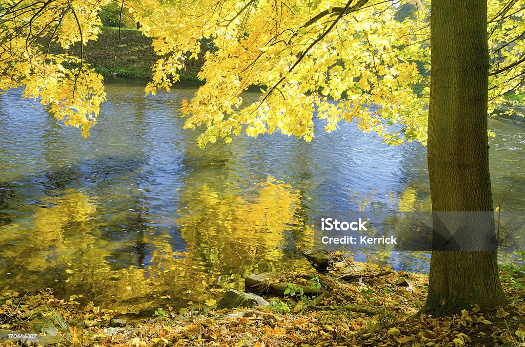 Laubwaldes im Herbst Ahorn in einem Fluss - Lizenzfrei Ast - Pflanzenbestandteil Stock-Foto