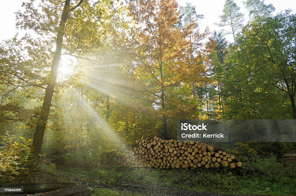 Laubwaldes im Herbst Morgen Nebel - Lizenzfrei Natur Stock-Foto