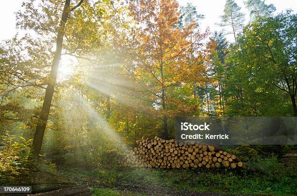 Laubwaldes Im Herbst Morgen Nebel Stockfoto und mehr Bilder von Natur - Natur, Pflanze, Sonnenlicht